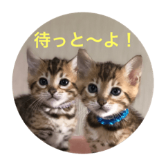 [LINEスタンプ] 博多弁 ベンガル 猫 ねこ ネコ はかたべんの画像（メイン）