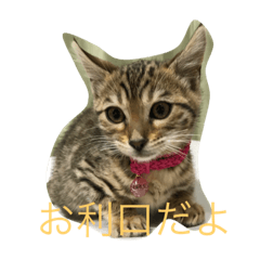 [LINEスタンプ] ベンガルのベル