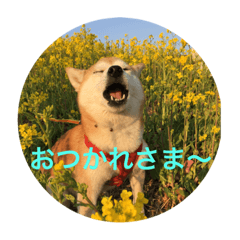 [LINEスタンプ] 柴犬 あじさん