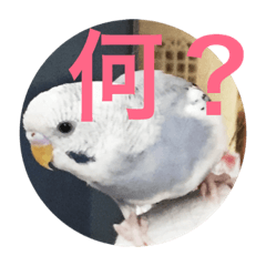 [LINEスタンプ] インコでスタンプ