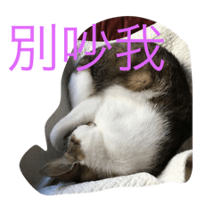 [LINEスタンプ] CatTsai