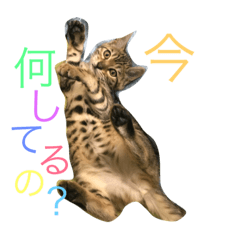 [LINEスタンプ] ベンガルのベル 2