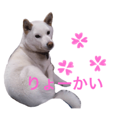 [LINEスタンプ] 柴犬さくらちゃんのスタンプ