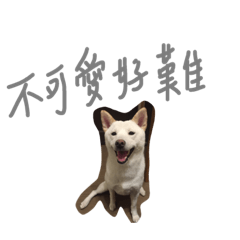 [LINEスタンプ] white shiba -doudou(hard)