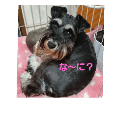 [LINEスタンプ] miniatureschnauzer ram