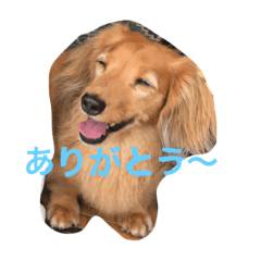 [LINEスタンプ] 愛犬ダックス  みるくの気持ち