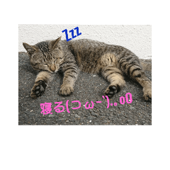 [LINEスタンプ] 野良にゃんの日常