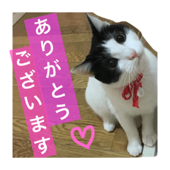 [LINEスタンプ] ハチワレねこ大福