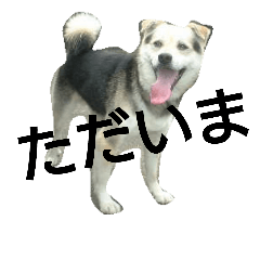 [LINEスタンプ] 雑種犬トムの日常