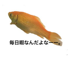 [LINEスタンプ] 金魚のつぶやき