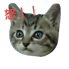 [LINEスタンプ] 可愛いうちのネコ達