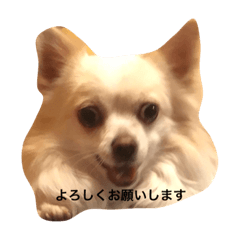 [LINEスタンプ] チワワのしゃーちゃん敬語編