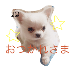 [LINEスタンプ] 坂田家の愉快な犬たち