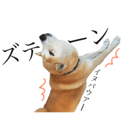 [LINEスタンプ] 柴犬 こまめ