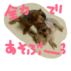 [LINEスタンプ] ちょこナ☆白黒ヨーキー！