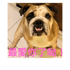 [LINEスタンプ] Q Bulldog