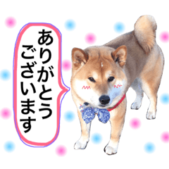 [LINEスタンプ] シバわんダフル(敬語編)