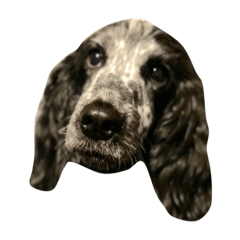 [LINEスタンプ] English coccer spaniel