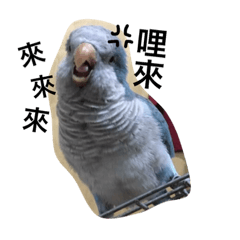 [LINEスタンプ] Blue＆Greenbird