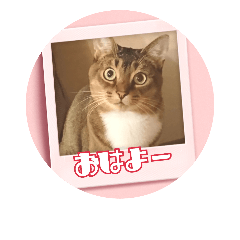 [LINEスタンプ] きなこなスタンプ