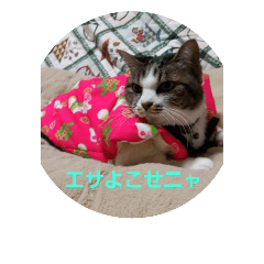 [LINEスタンプ] くーさま