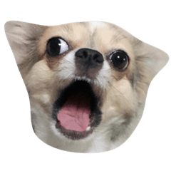 [LINEスタンプ] dogs is my love