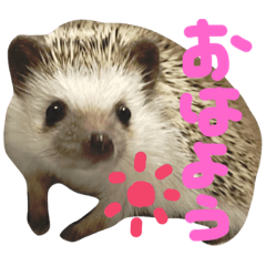 [LINEスタンプ] ハリネズミ❤︎おはぎ