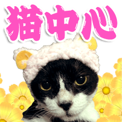 [LINEスタンプ] 猫中心