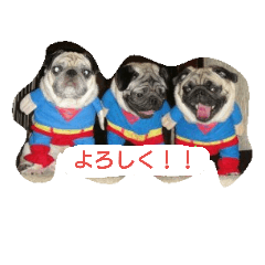 [LINEスタンプ] パグ三兄弟 2