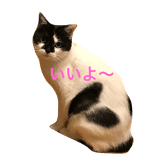 [LINEスタンプ] 猫の梅子2