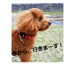 [LINEスタンプ] トイプードル ラッキー（日常ver）