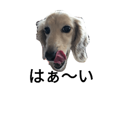 [LINEスタンプ] dachshund chiyoko 2