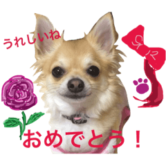 [LINEスタンプ] チワワちゃんの1日 ②