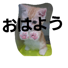 [LINEスタンプ] 老龍明 ねこ1