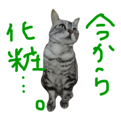 [LINEスタンプ] アメショのみるくと仲間たち2