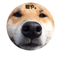 [LINEスタンプ] shibainutaroandhanako