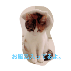 [LINEスタンプ] ぴのたん