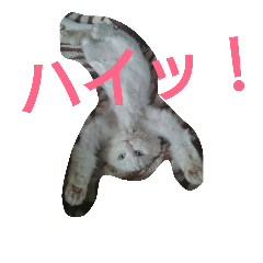 [LINEスタンプ] cat's by mi