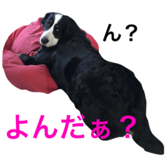 [LINEスタンプ] バーニーズスタンプ(日常編)