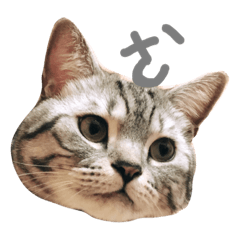 [LINEスタンプ] Dibao didi the fat cute cat 2