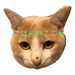 [LINEスタンプ] プッチの日常