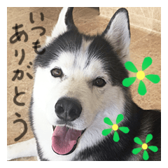 [LINEスタンプ] 愛する犬たちとの毎日