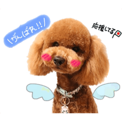 [LINEスタンプ] トイプードル♥MARON♥