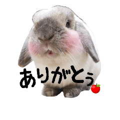 [LINEスタンプ] うさぎのマロ 1