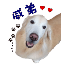 [LINEスタンプ] Golden Retriever Weidi