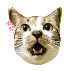 [LINEスタンプ] Cute Cat Maru's life