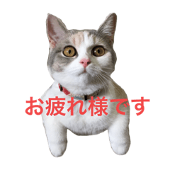 [LINEスタンプ] 猫の梅丸