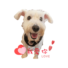 [LINEスタンプ] I am a whiteschnauzer！