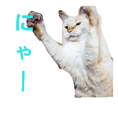 [LINEスタンプ] 可愛い猫 新井まめ 01 「にゃー」