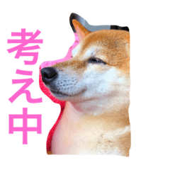 [LINEスタンプ] 柴犬 茶々 1